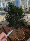 dlm airport